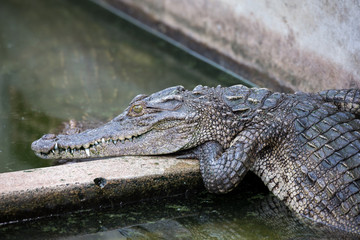 crocodile