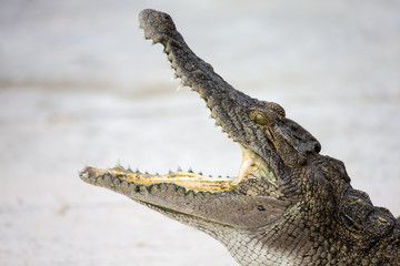 crocodile