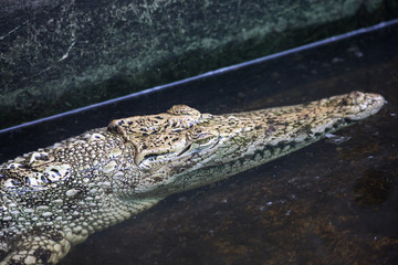 crocodile