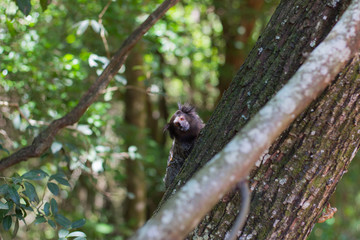 Callithrix penicillata (Sagui / Marmoset) Brazil Native 3