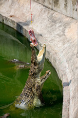crocodile