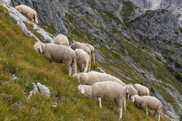 Fototapeta premium Farm sheep on the mountainside, Alps, Slovenia