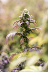 CBD Cannabis Blüte 