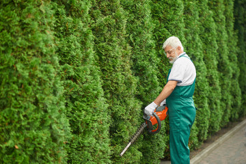Male gardener cutting bushes of white cedar.
