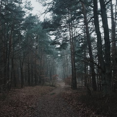 Pine forest lost in the fog, leading road