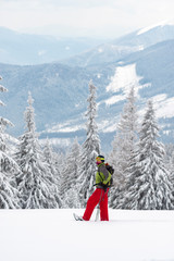 Adventurer in snowshoes stands among huge pine trees