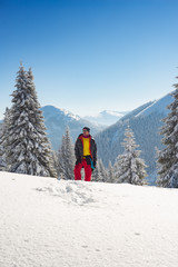 Adventurer stands among huge pine trees