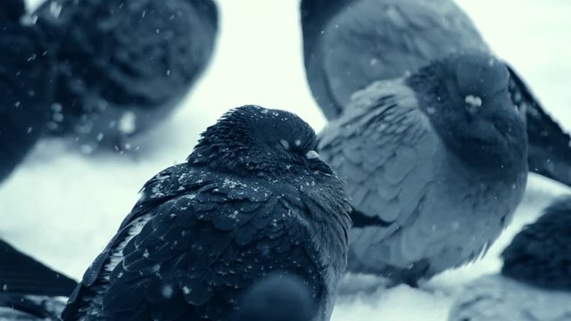 Gray pigeon dove sit on the snow on cold frosty day in winter during snowfall, falling snowflakes, spots white color. Winter Christmas New Year background.