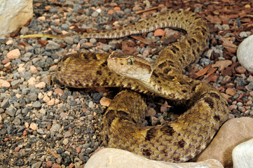 Fototapeta premium Terciopelo-Lanzenotter (Bothrops asper) - fer-de-lance