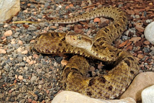 Terciopelo-Lanzenotter (Bothrops asper) - fer-de-lance