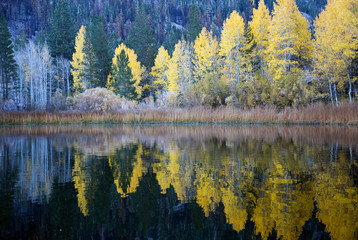 Reflection at June lake Eastern Sierra California on fall evening. After a long hiking, had to get into the mud to find this spot to shoot the still water. We visit June lake area almost every fall
