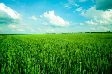Green meadow under blue sky with clouds
