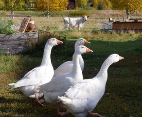 beautiful cute white goose family on Swedish farm