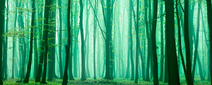 Fototapeta Fantasy forest.