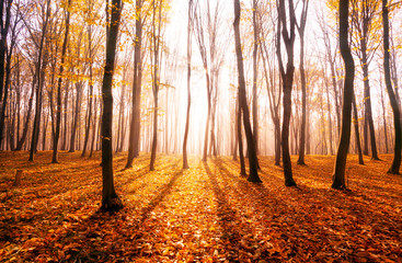 forest sunlight in autumn