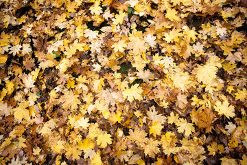 Background of colorful leaves.