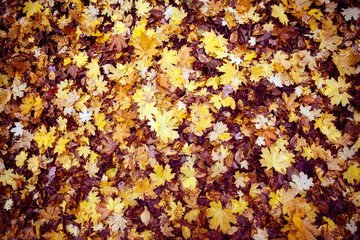Background of colorful leaves.