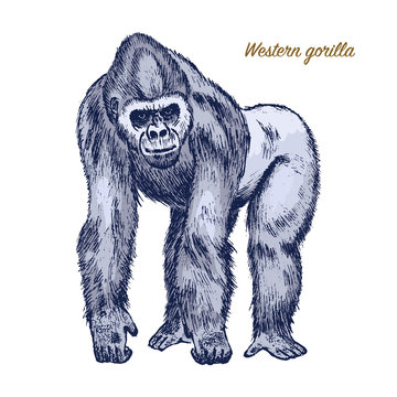 Western or mountain gorilla. big monkey or primate. Hand drawn, engraved wild animal in vintage or retro style, zoology african symbol.