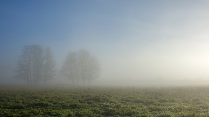 Beautiful, colorful landscape of a misty meadow during sunrise. Trees in thick fog.