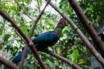 *Bunter Vogel*