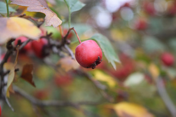 Barberry branch fresh ripe berries natural green background