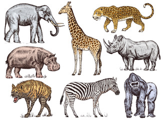 Set of African animals. Rhinoceros Elephant Giraffe Hippopotamus Leopard Hyena Western gorilla Wild zebra. Engraved hand drawn Vintage old monochrome safari sketch. Vector illustration.