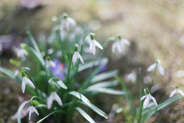 Fototapeta na wymiar Snow drops flower./ Spring nature new life bloom plant