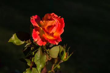 Fototapeta premium One rose close up on background
