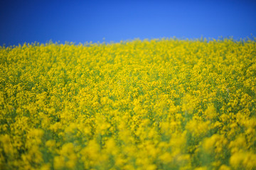 Summer colors of rapeseed flowers./Canola field agriculture landscape background