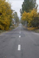 Fototapeta premium Autumn road. Trees with yellow leaves and grass.