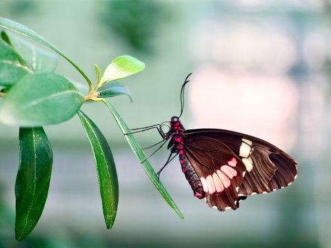 Parides iphidamas