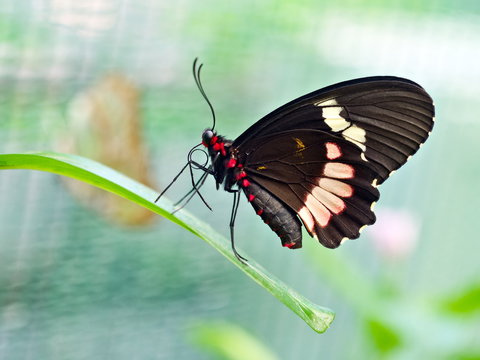 Parides iphidamas