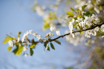 Spring flowers./ Nature blossom white cherry on blue sky background