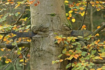 Von Wegweiser durchbohrte Buche mit Gesicht