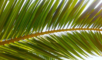 Obraz na płótnie Canvas Close up view of green palm leaf on white back, Palm leaf texture background