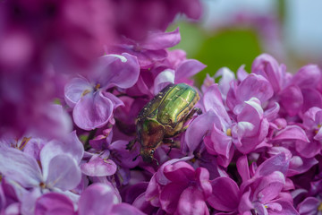 Rosenkäfer  auf  violetter Fliederblüte