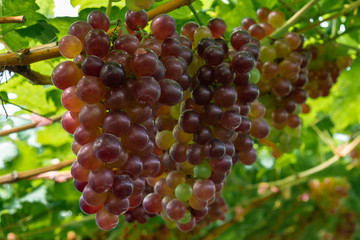 Ripe red grapes at vineyard