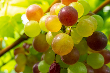 Ripe red grapes at vineyard