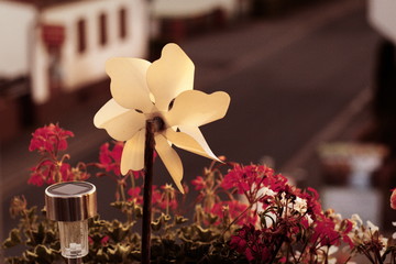 Wind Flower