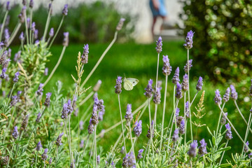 White butterfly on blue flowers in field