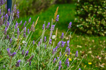 Obraz premium White butterfly on blue flowers in field