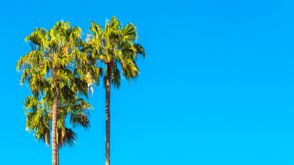 Fototapeta premium Three palm trees against a blue sky, Kauai, Hawaii, USA. Copy space for text.