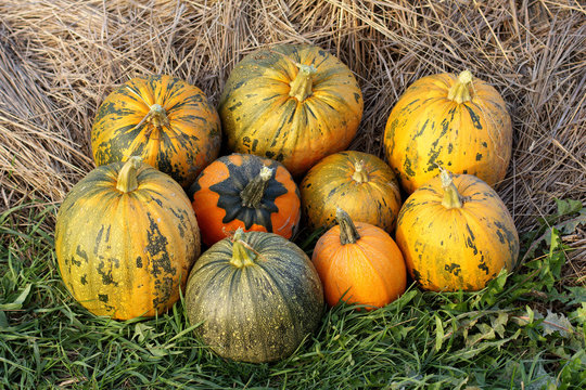 special autumn harvest/ ripe pumpkins on the grass near the haystacks