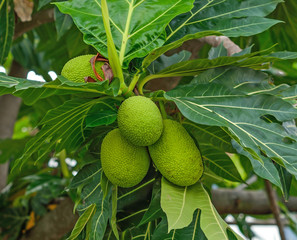 Breadfruit;young fruit jackfruit