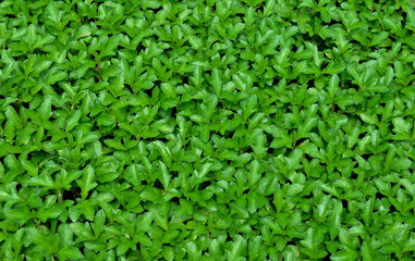 green leaf background.