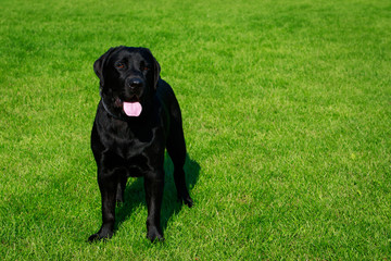 Dog breed Labrador