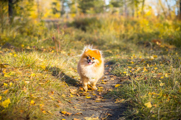 Portrait of ginger Pomeranian dog on a autumnal nature background.