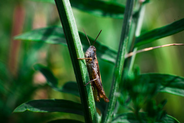 grasshopper on a leaf