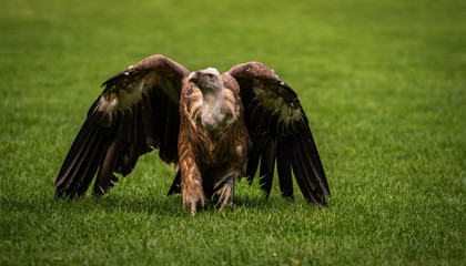 Obraz premium Griffon vulture bird close up