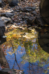 Fallen leaves in a puddle on sunny day, autumn mood. Autumn colorful forest, stones and blue sky reflected in the water under the bridge